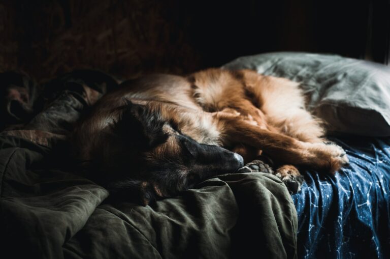 Hoe Laat Je Een Hond Wennen Aan Een Nieuwe Hondenmand Januari