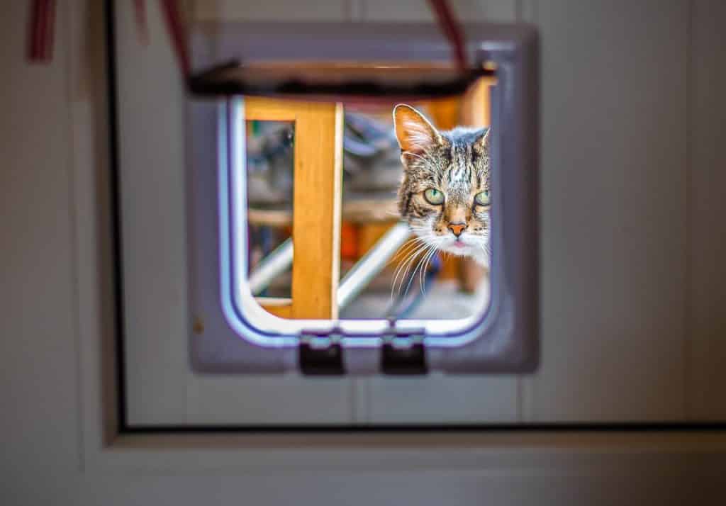 uitlaat Mm Inactief 10x Beste kattenluiken - [mei Update] PetMania.nl