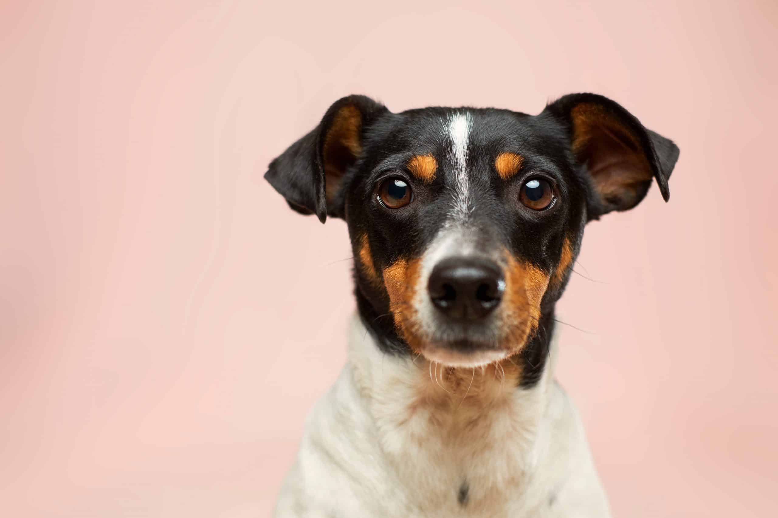 Ineenstorting scannen inrichting 5x Beste Vlooienmiddelen voor Honden - Review & Getest | PetMania.nl