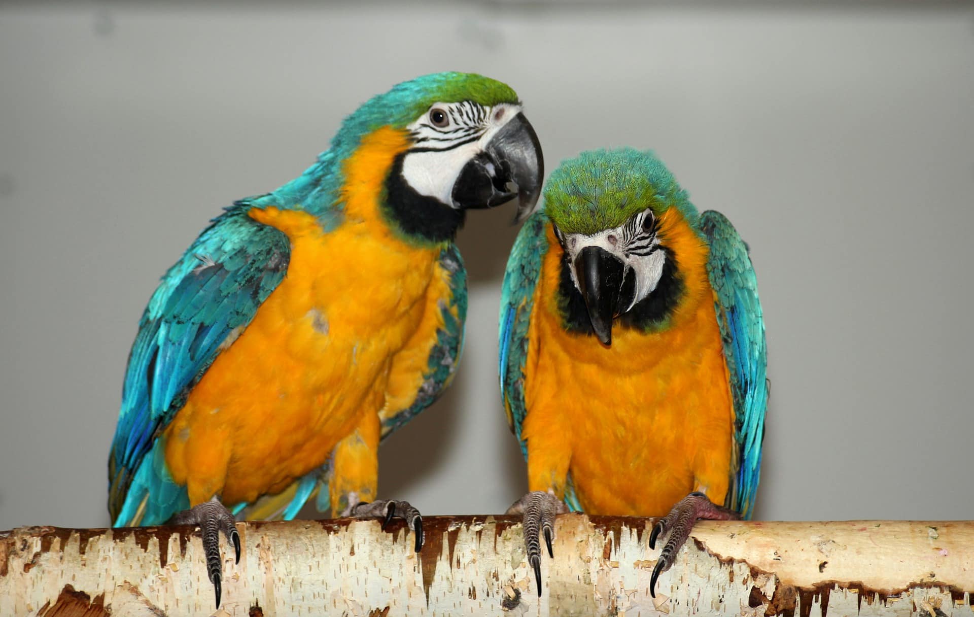 dialect Dood in de wereld wekelijks 5 Beste papegaaienspeelgoed - [mei Update] PetMania.nl