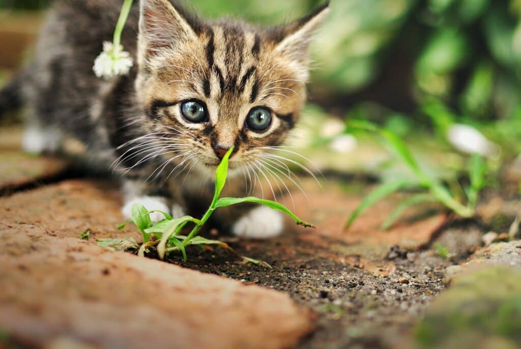 Waar moet je letten het kopen van een kitten? - [april Update] 64% met PetMania.nl